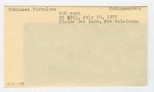 [Schizaea fistulosa in New Caledonia, envelope IE41-059]