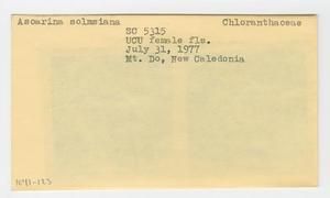[Ascarina solmsiana in New Caledonia, envelope IE41-123]