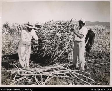 Inspecting cane