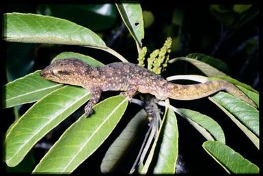 Gecko sp.