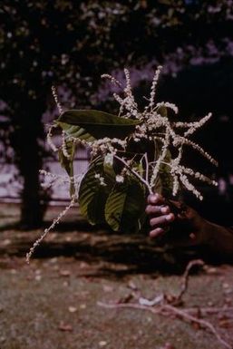 [Homalium foetidum close-up in Lae, Papua New Guinea]