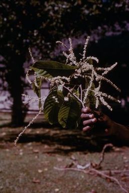 [Homalium foetidum in Lae District, Papua New Guinea] BRIT-A-AR003-003-04-136