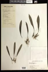 Bulbophyllum indet
