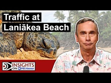 The Allure of the Green Sea Turtle | INSIGHTS ON PBS HAWAIʻI