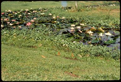 At Korolevu Bay?, Fiji, 1971