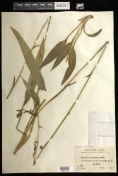 Achlydosa glandulosa