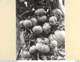 NARAKAPOR, (NEAR NADZAB) NEW GUINEA. 1944-05-27. A TOMATO PLANT "CHINESE RED" VARIETY, GROWN NO NO.2 PLATOON, 6TH FARM COMPANY. A YIELD OF 500 CASES OF TOMATOES IS ANTICIPATED IN JUNE, AND 2,000 ..