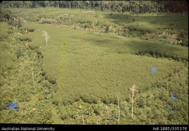 European Cocoa plantation, Popondetta