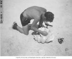 Richard H. Osborn cleaning inside of a clam shell probably on Namu Island, 1947