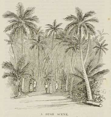 A bush scene