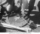 Fish caught for sampling displayed on the deck of a ship, Bikini Atoll, summer 1947