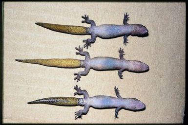 3 specimens (ventral)