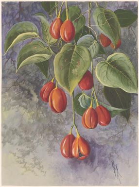Adenia heterophylla (Blume) Koord., family Passifloraceae, 1916 / Ellis Rowan