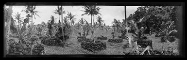 View [probably in Apia], Samoa, across a flat area with lots of palm trees