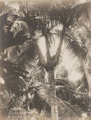 Three headed coconut tree. From the album: Photographs of Apia, Samoa