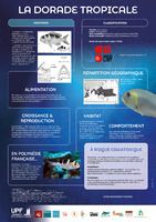 La dorade tropicale ( poster)