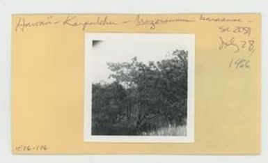 [Mezoneuron kauaiense in Hawaii, envelope IE26-176]