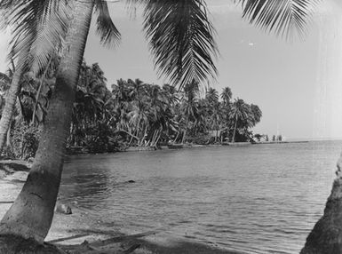 [Pacific island view of palm trees and sea]