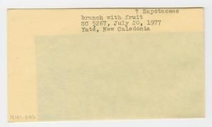 [Sapotaceae in New Caledonia, envelope IE41-063]