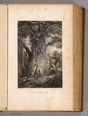 Ficus or Banyan tree. Upolu. Drawn by A.T. Agate. Engd. by Rawdon, Wright & Hatch. (Philadelphia: Lea & Blanchard. 1845)