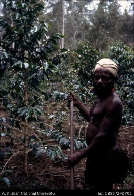 Man working in the garden