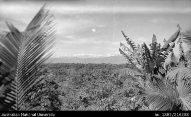 Forest treetops with palms