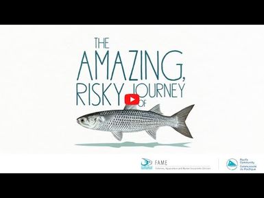 The Fisher's Tales S1 Ep4 (English): The amazing risky journey of mullets