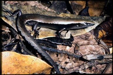 Caledoniscincus festivus