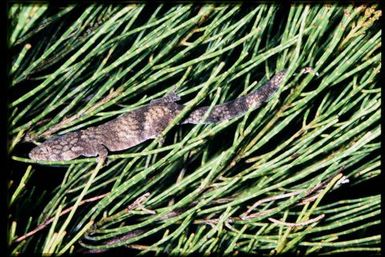 Gecko sp.