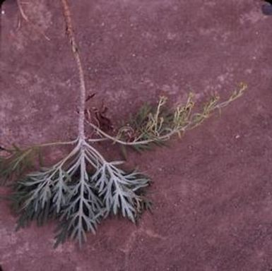 [Artemisia australis close-up in Nuʻuanu Pali, United States]