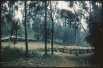 Pig festival, singsing, Kompiai: dance ground with visitors' shelter and ritual fence