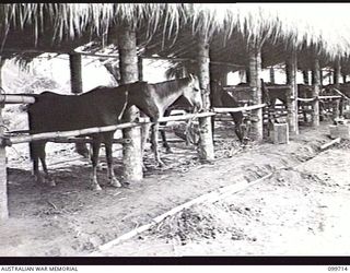 RABAUL, NEW BRITAIN, 1946-01-17. HORSES AT THE RABAUL RACE CLUB IN THEIR STABLES WHICH WERE BUILT BY JAPANESE WORKING PARTIES