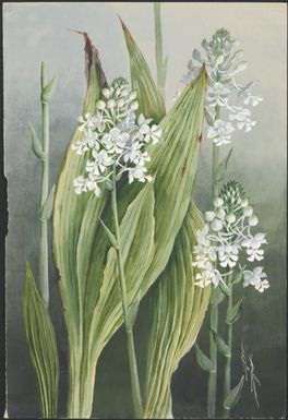 Calanthe australasica D.L.Jones & M.A.Clem. syn., Calanthe veratrifolia (Willd.) R.Br. ex Ker Gawl, family Orchidaceae, Papua New Guinea, 1916? Ellis Rowan