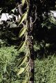 French Polynesia, vanilla bean vine growing on Moorea Island