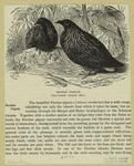 Nicobar pigeons (one-fourth natural size)
