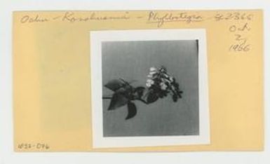 [Phyllostegia in Hawaii, envelope IE32-076]