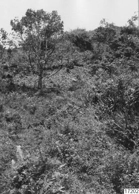 landscape, cultivation, taro, cavika, men, burial ground, photography,