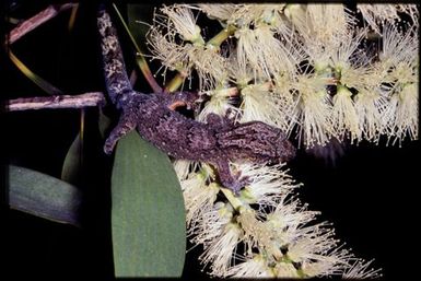 Gecko sp.