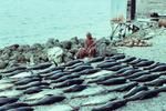 Whole fish laid out as decreed by elder, Kalolo Mika (seated), from catch of 76 kakahi (yellow-finned tuna).