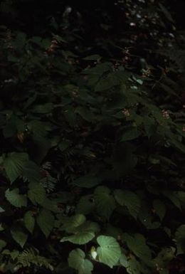 [Unidentified plant from Saruwaged Range, Papua New Guinea]