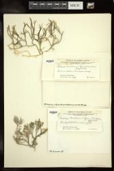 Caulerpa urvilliana