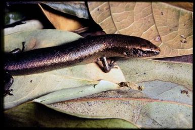 Skink sp.
