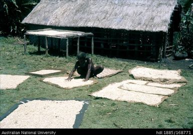 Coffee growing, picking and drying - Native coffee drying, Pari