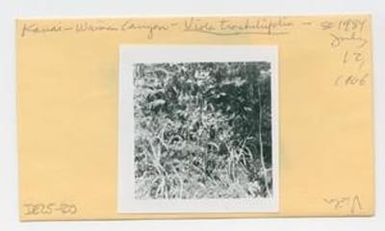 [Viola tracheliifolia in Hawaii, envelope IE25-120]