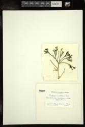 Caulerpa urvilliana