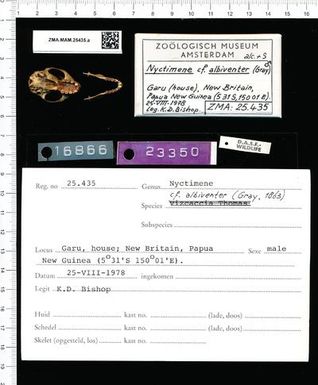 Nyctimene albiventer skull