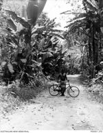 THE SOLOMON ISLANDS, 1945-10-14. A NATIVE WITH A JAPANESE BICYCLE ON A JUNGLE ROAD ON BOUGAINVILLE ISLAND. (RNZAF OFFICIAL PHOTOGRAPH.)