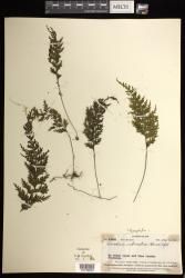 Hymenophyllum imbricatum