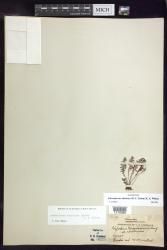 Adenophorus abietinus