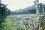 Land cleared for rubber